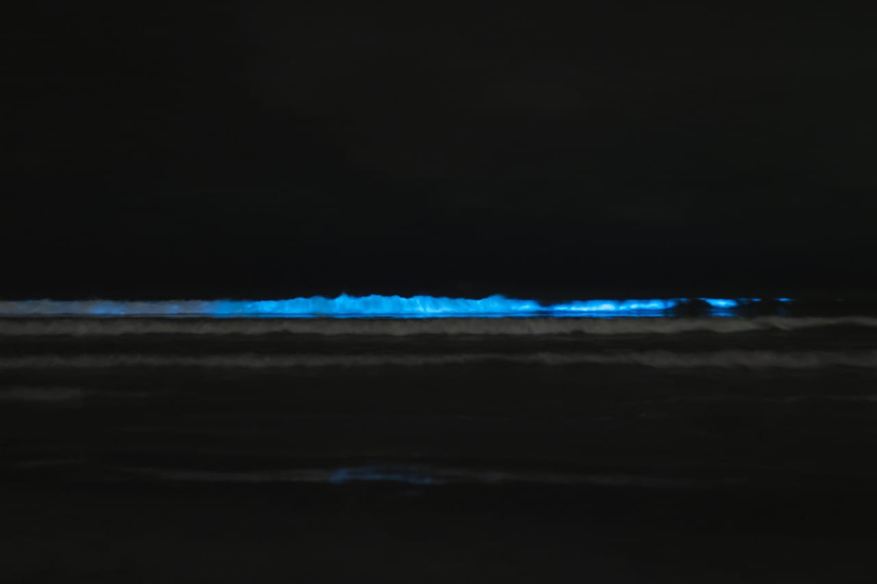 The night of the bioluminesence